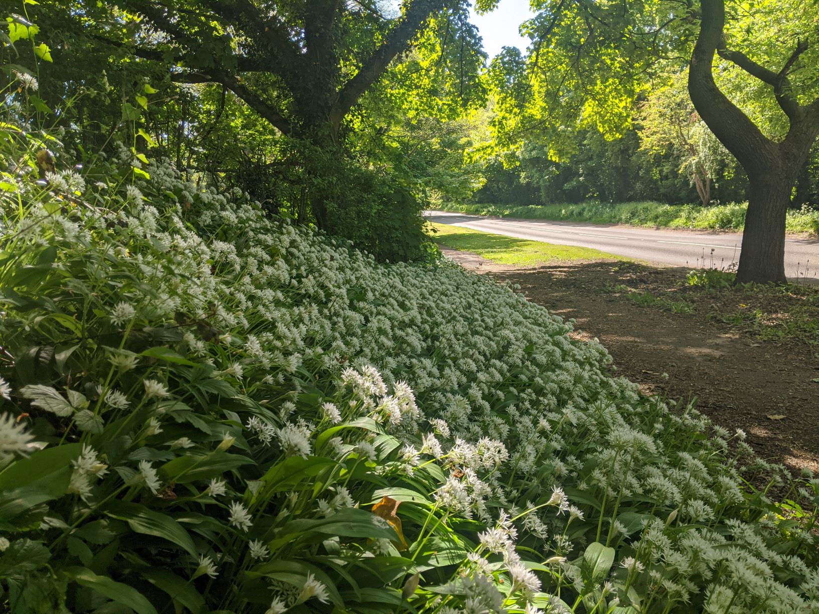 A bank of wild garlic near Birchall Bridge, May 8th